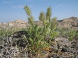 Eremopyrum distans. Цветущие растения. Казахстан, южные отроги Джунгарского Алатау в 25 км западнее с. Коктал. 21 апреля 2016 г.