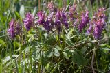 Corydalis solida. Цветущее растение. Псковская обл., г. Печоры, вершина холма восточнее монастыря, разнотравно-злаковый луг. 30.04.2016.