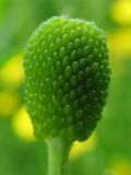 Ranunculus sceleratus. Плод. Нидерланды, провинция Гронинген, болотистый берег пруда. 21 мая 2006 г.