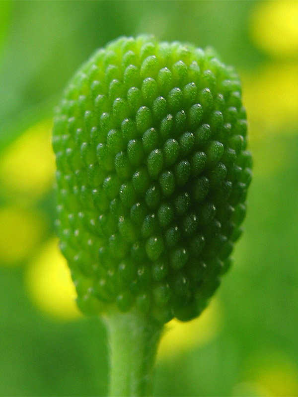 Изображение особи Ranunculus sceleratus.