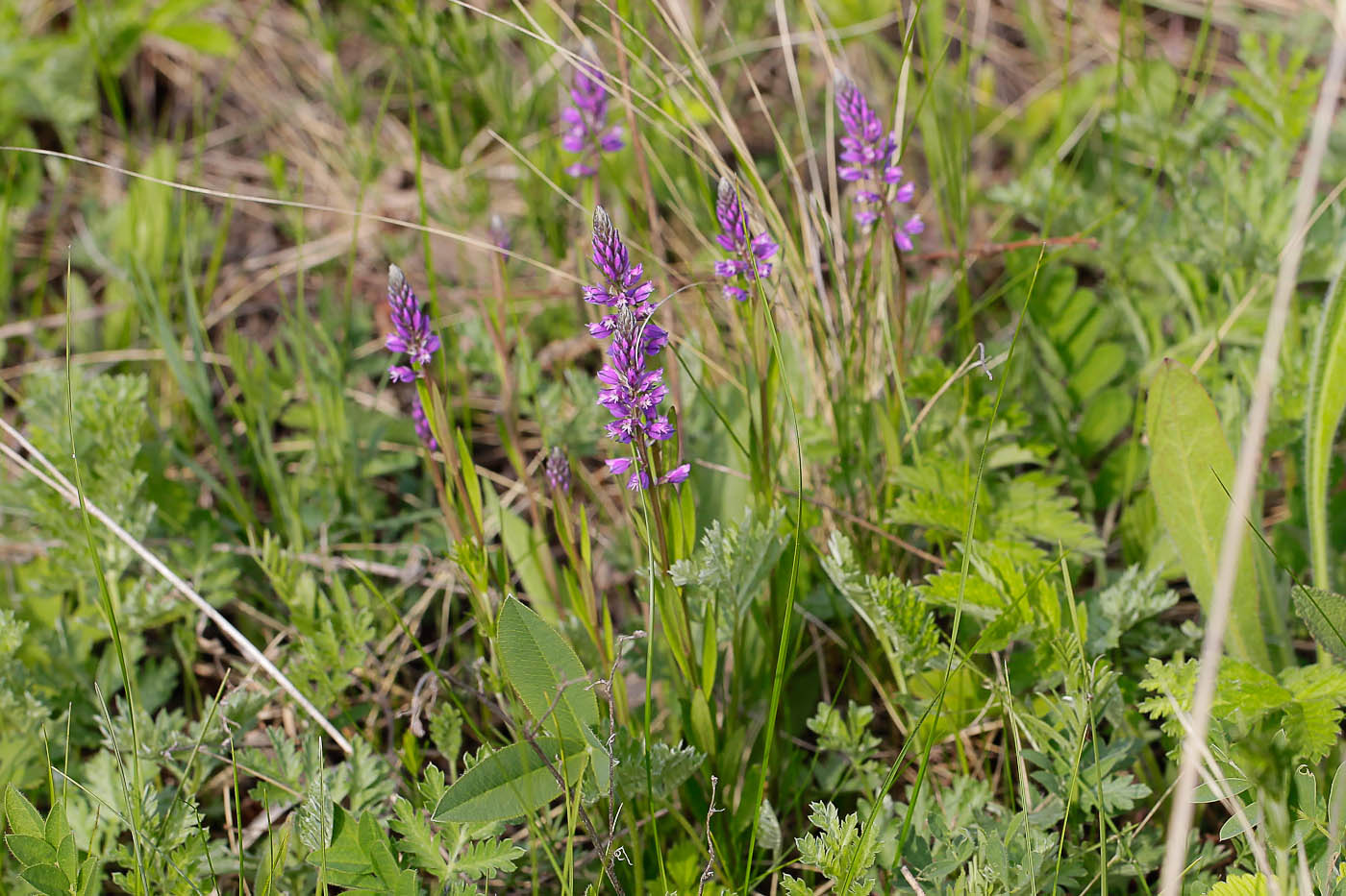 Image of Polygala comosa specimen.