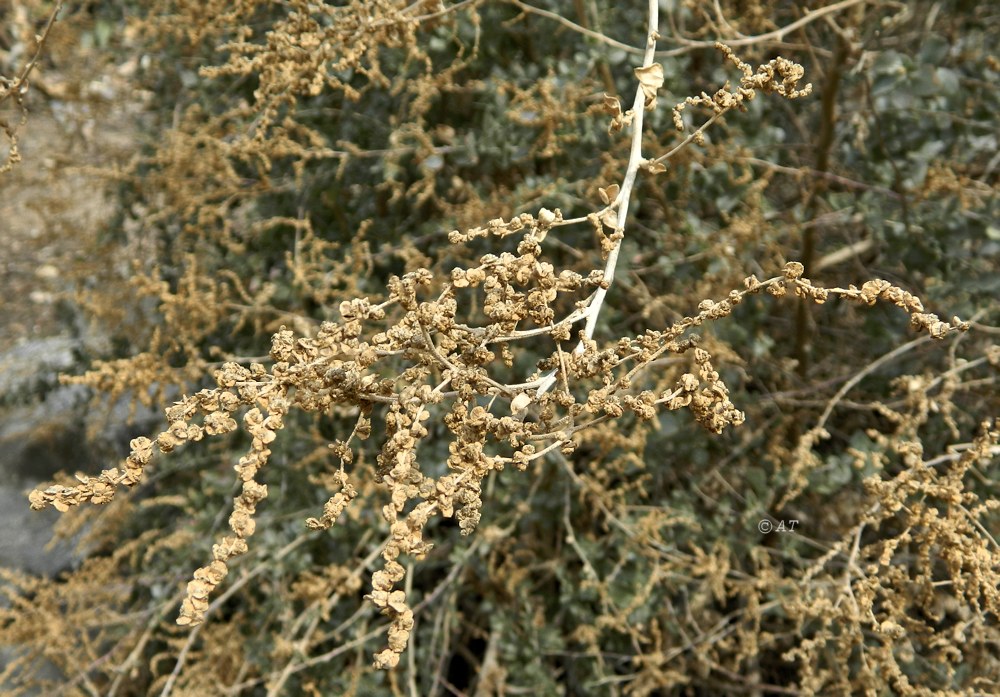 Image of Atriplex halimus specimen.