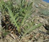Klasea erucifolia. Нижняя часть растения. Крым, окр. г. Судак, п-ов Меганом, степной склон. 27 мая 2016 г.
