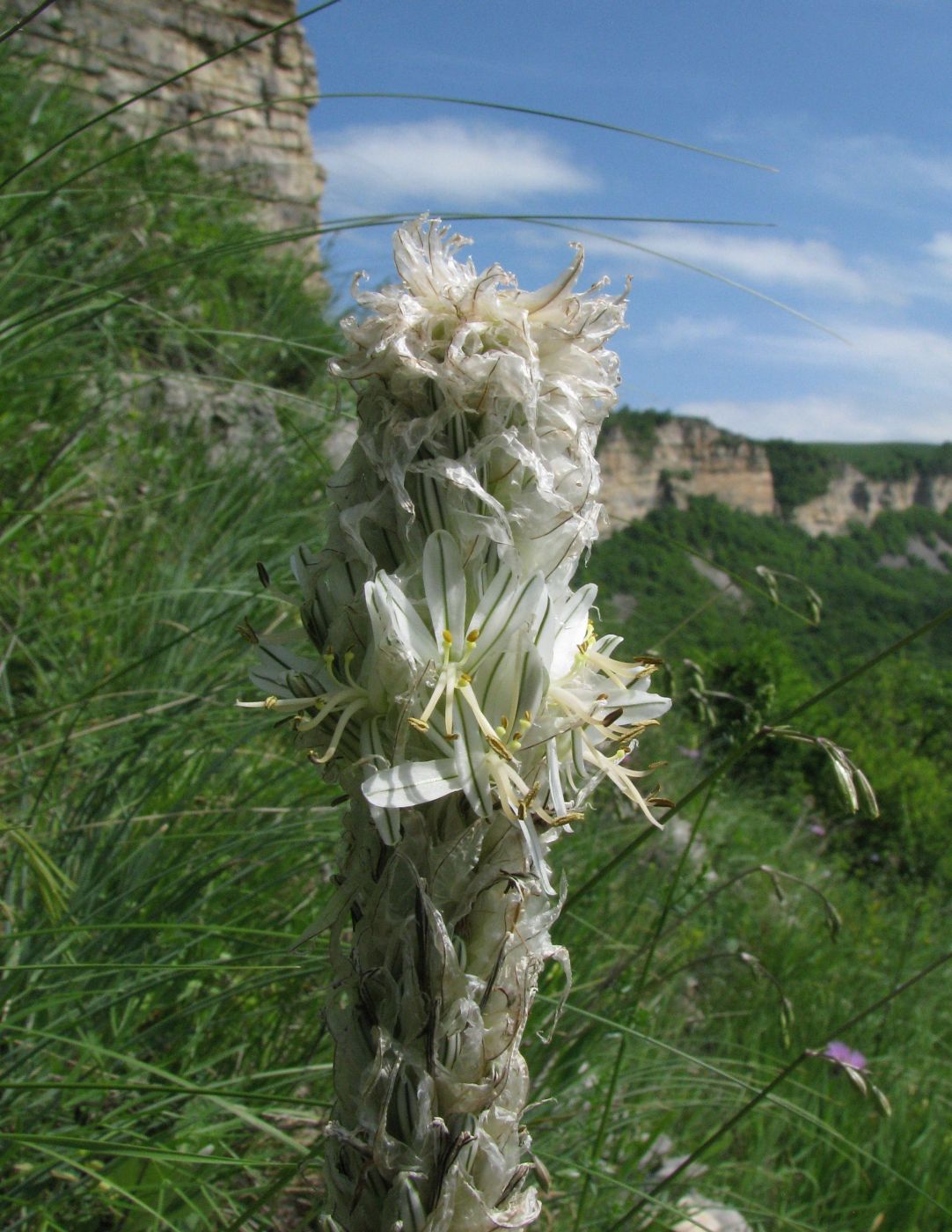 Image of Asphodeline taurica specimen.