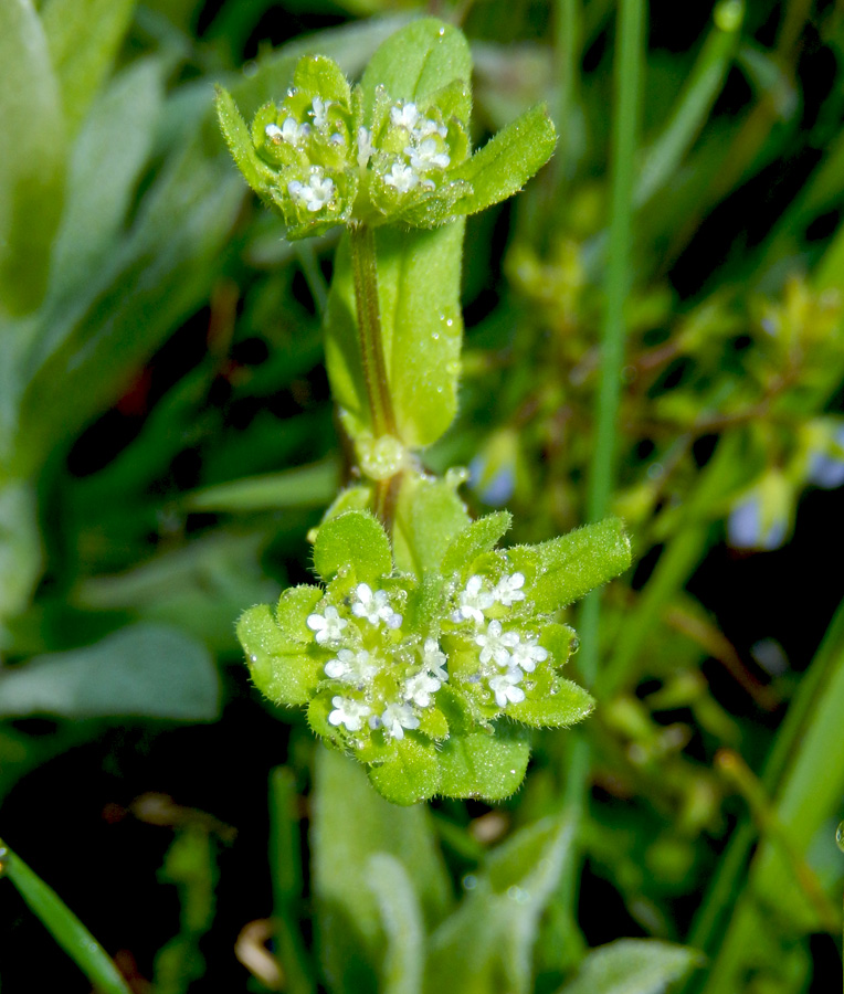 Изображение особи Valerianella turgida.