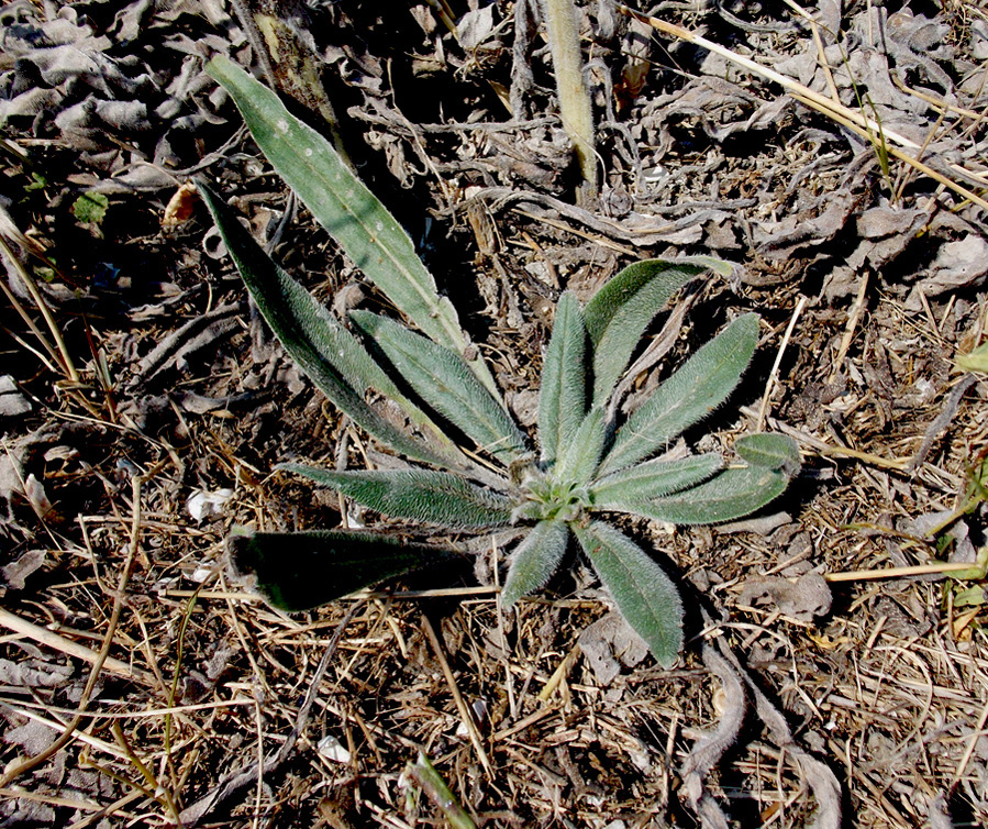 Изображение особи Echium biebersteinii.