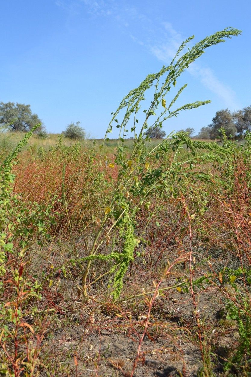 Image of Oxybasis urbica specimen.