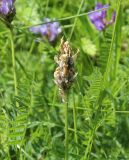 Astragalus danicus