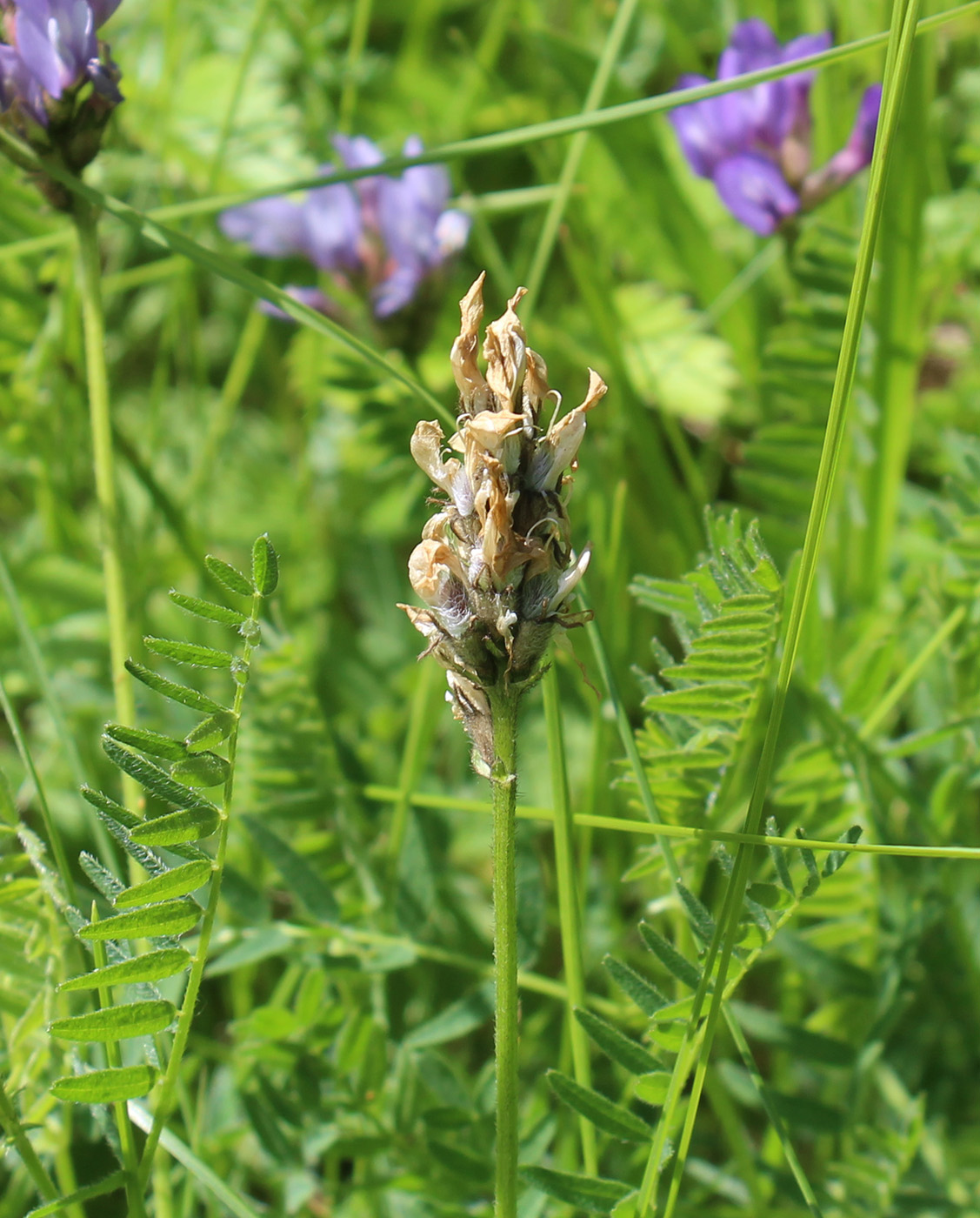 Изображение особи Astragalus danicus.