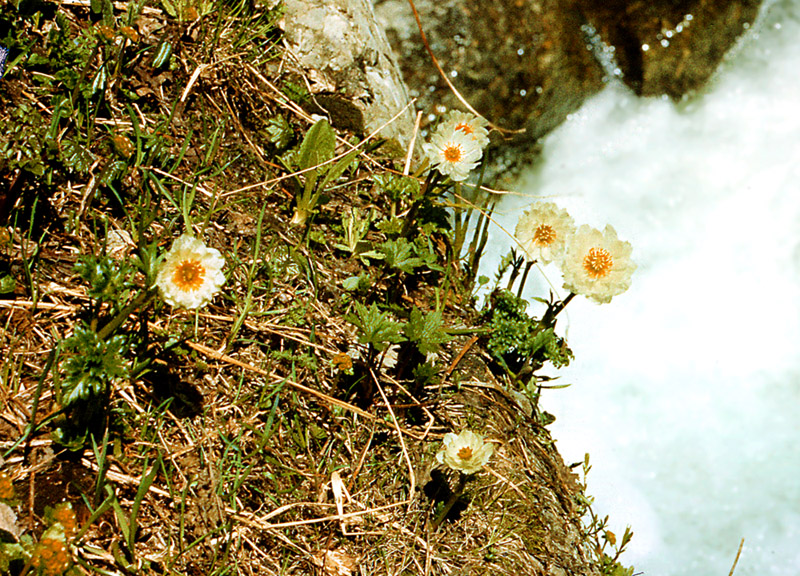 Image of Trollius lilacinus specimen.