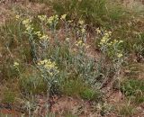 Helichrysum arenarium