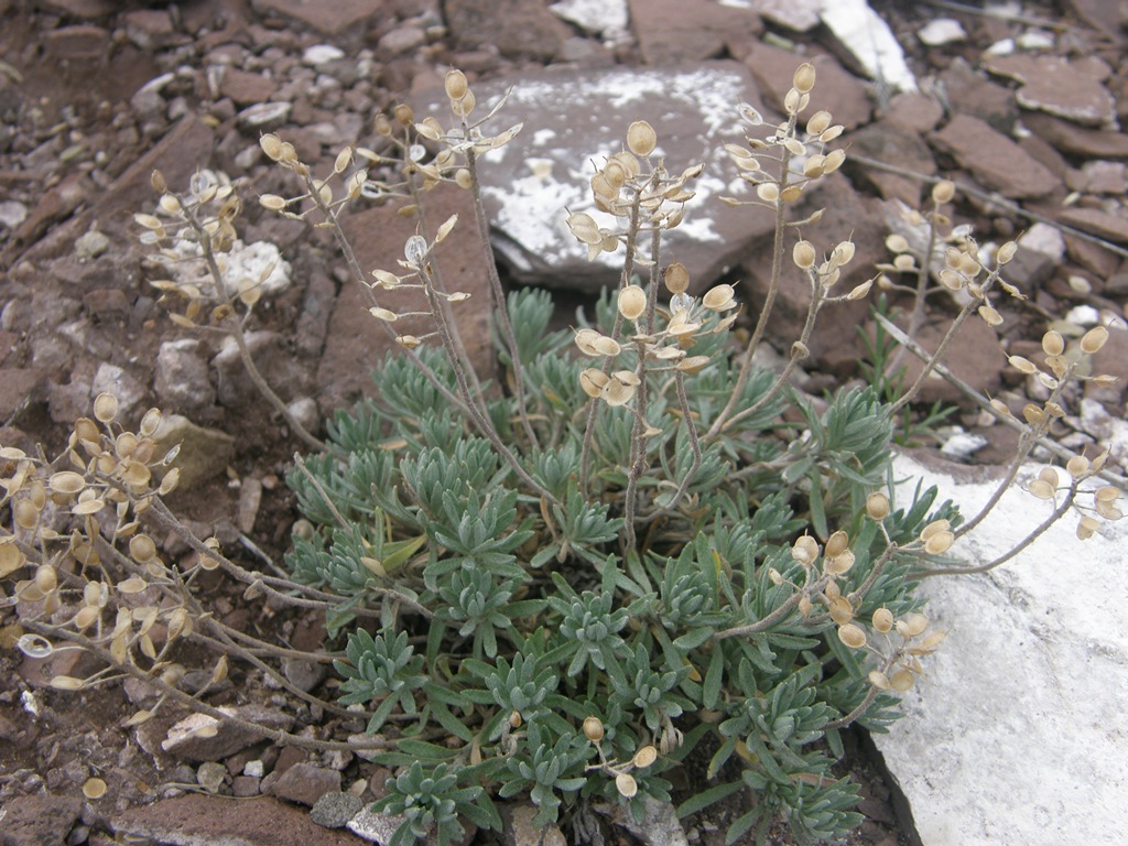 Image of Alyssum lenense specimen.