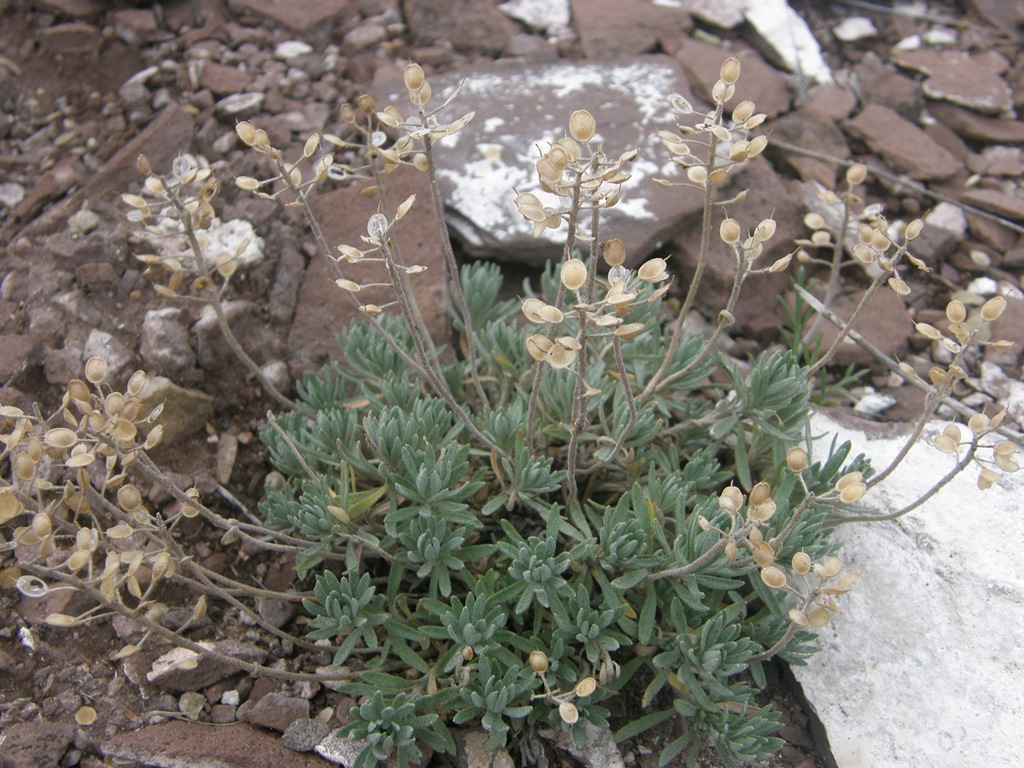 Изображение особи Alyssum lenense.