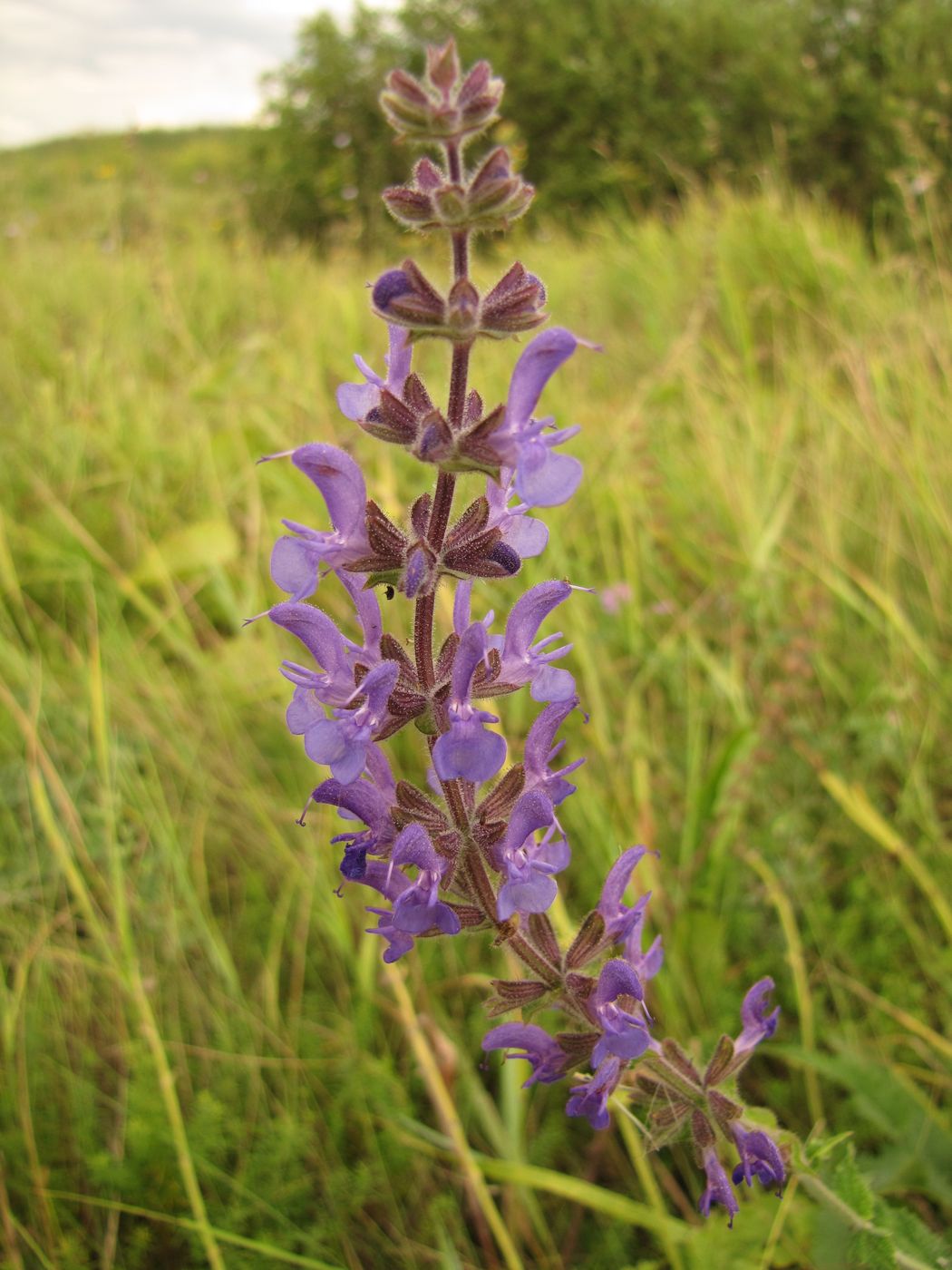 Изображение особи Salvia pratensis.