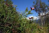 Dianthus imereticus. Верхушки цветущих растений. Республика Адыгея, Майкопский р-н, ок. 3 км к северу от пос. Гузерипль, восточный склон горы Казачья, выс. ок. 1200 м н.у.м., луг. 23.07.2016.