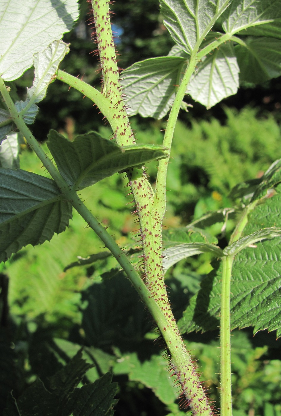 Изображение особи Rubus idaeus.