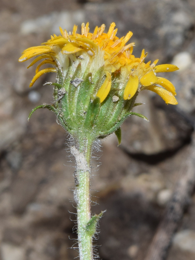 Image of Erigeron cabulicus specimen.