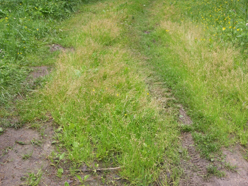 Image of Poa supina specimen.