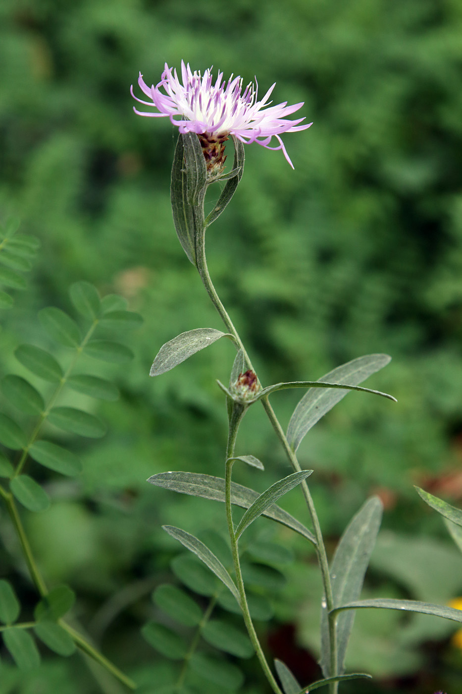 Image of Centaurea jacea specimen.