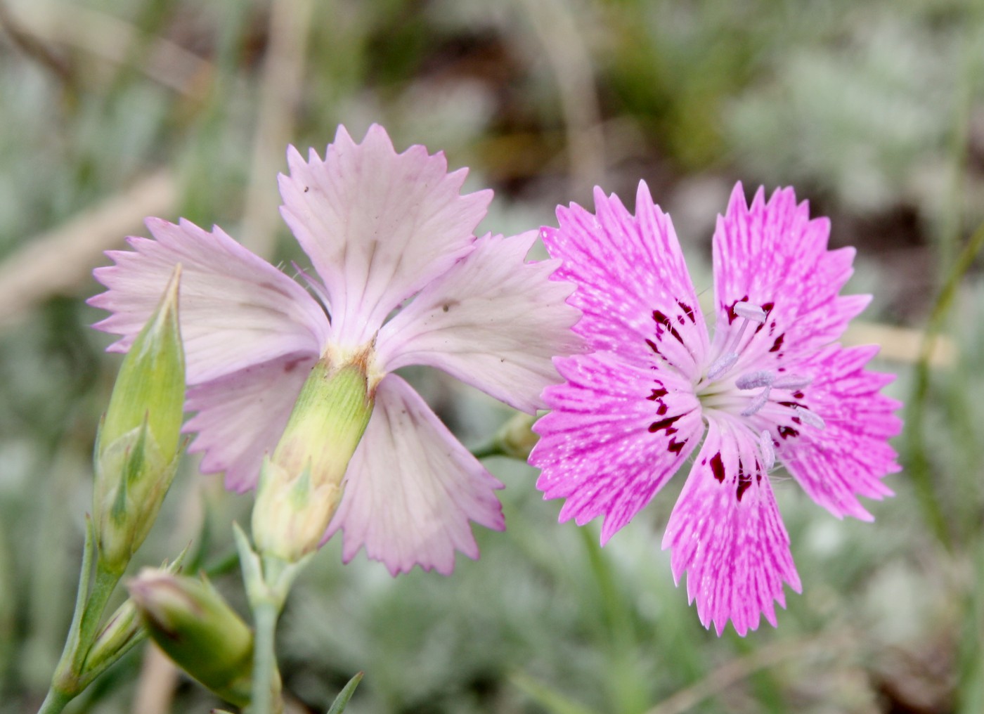 Изображение особи Dianthus versicolor.