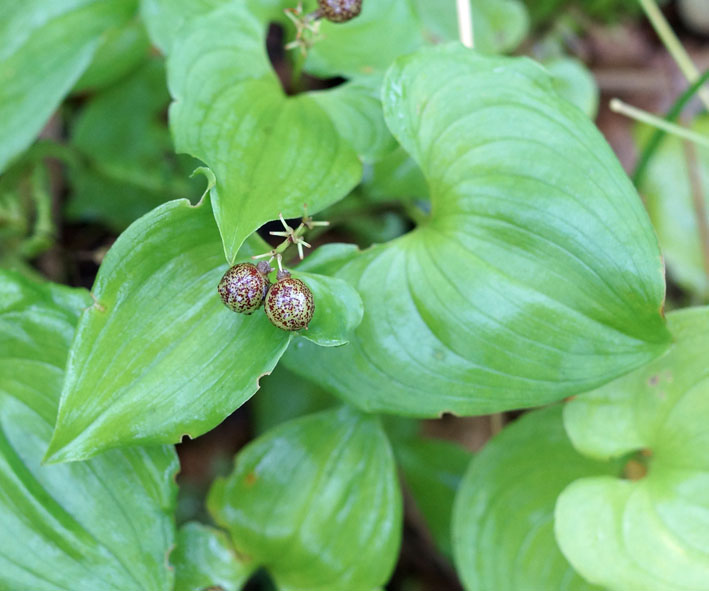 Image of Maianthemum dilatatum specimen.