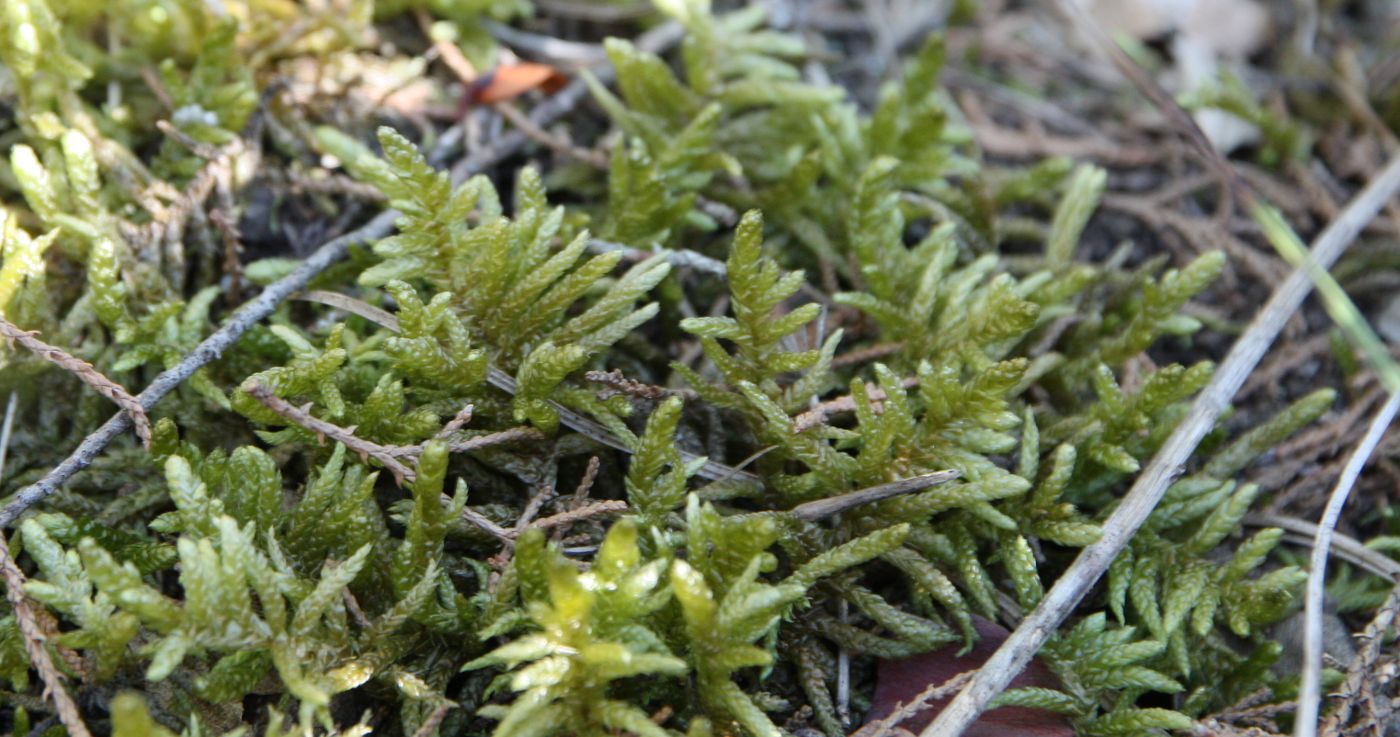 Изображение особи Pseudoscleropodium purum.