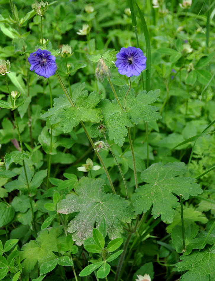 Изображение особи Geranium ibericum.