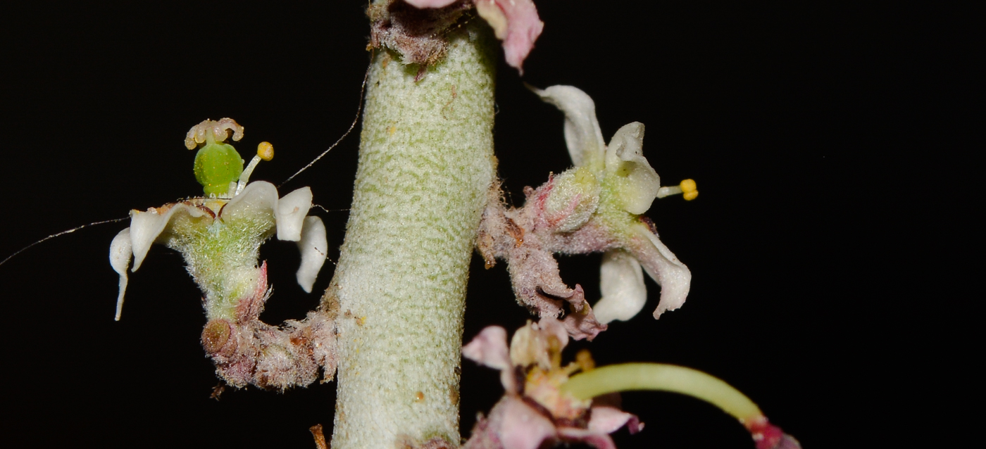 Изображение особи Euphorbia antisyphilitica.