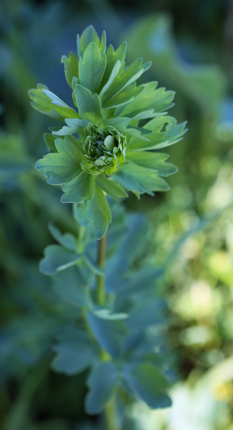 Изображение особи Thalictrum flavum.