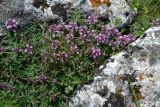 Thymus tauricus