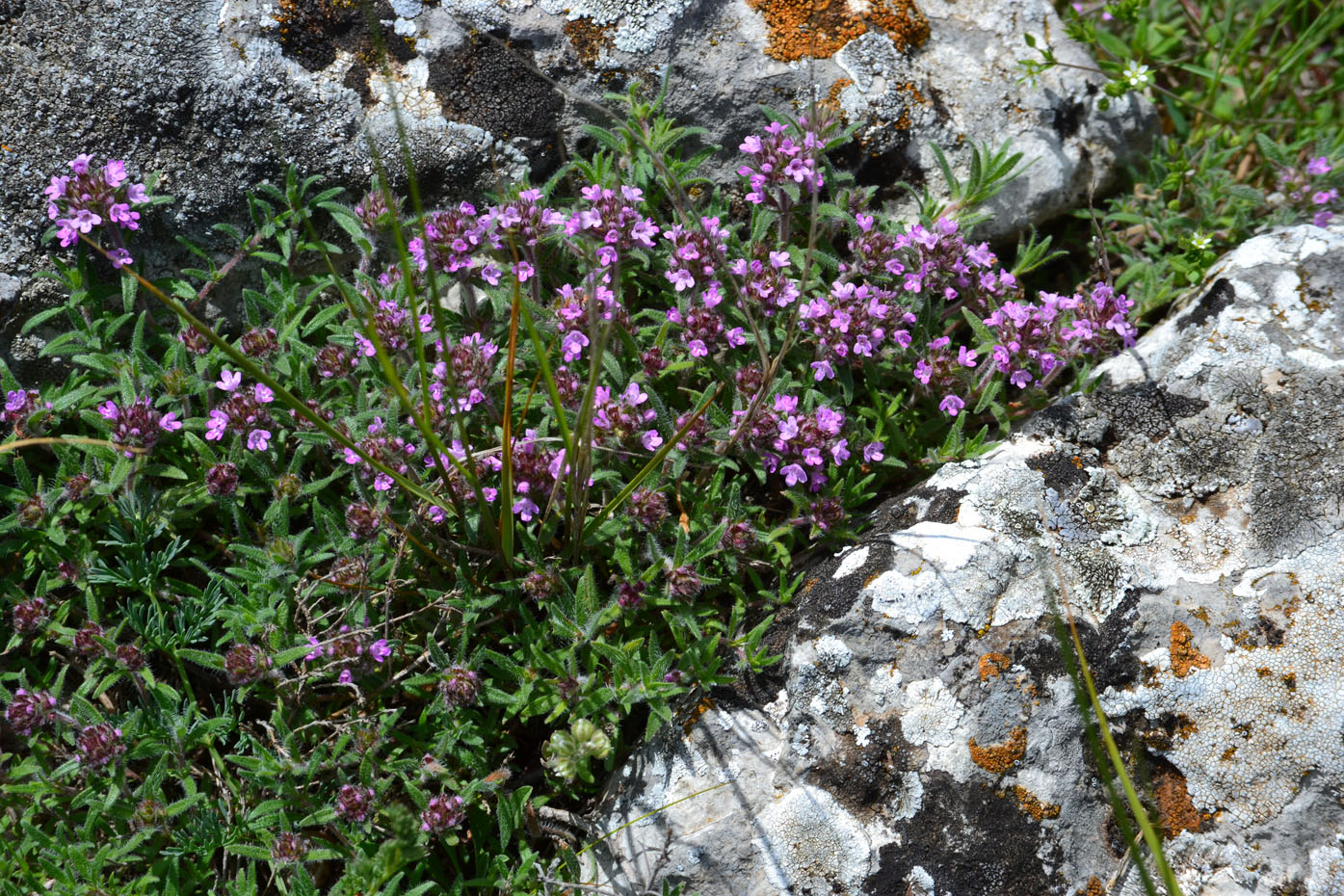 Изображение особи Thymus tauricus.