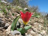 genus Tulipa. Цветущее растение. Южный Казахстан, Таласский Алатау, запов. Аксу-Жабаглы, ущ. Кши-Каинды, 1800 м н.у.м. 15 апреля 2016 г.