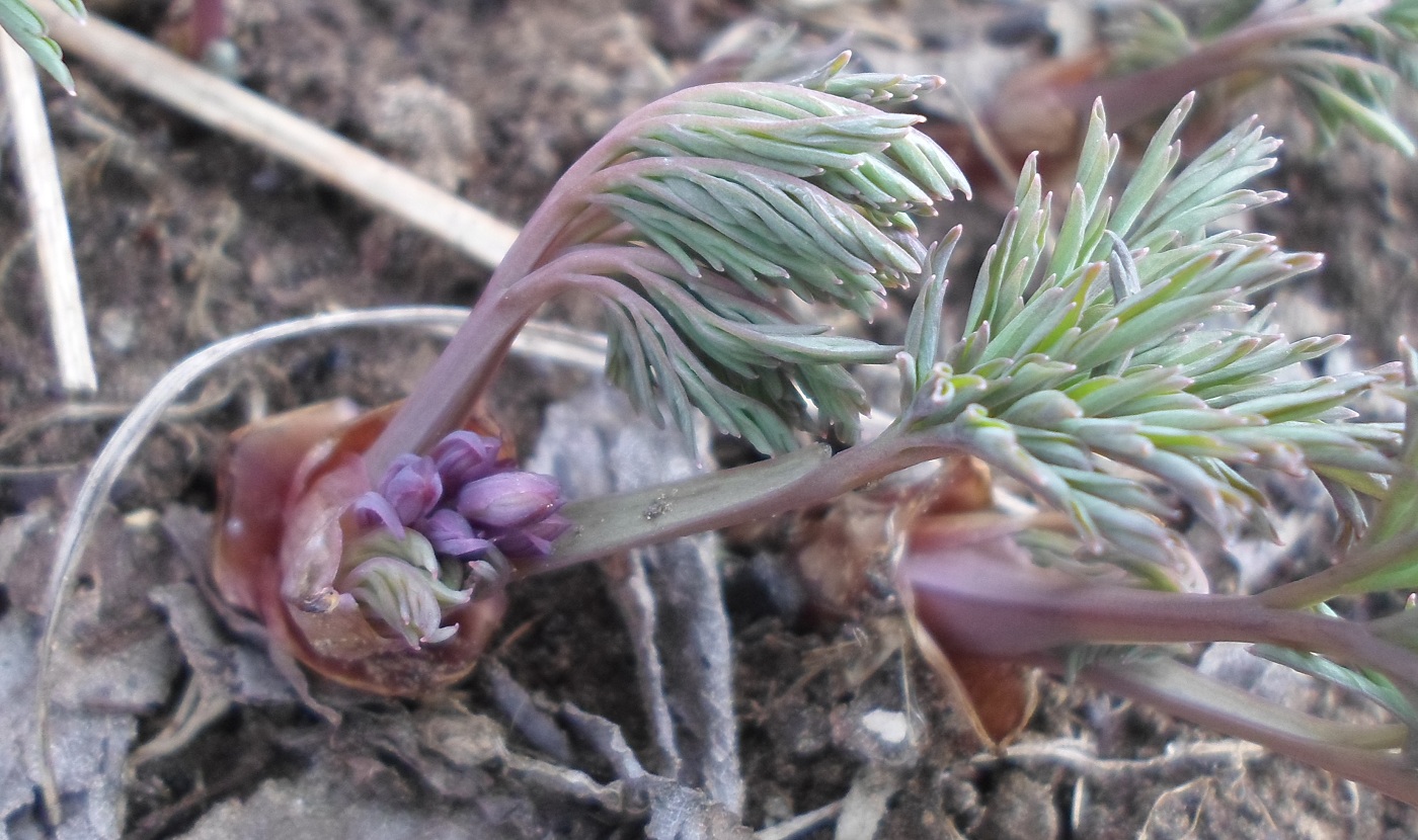 Image of Dicentra formosa specimen.