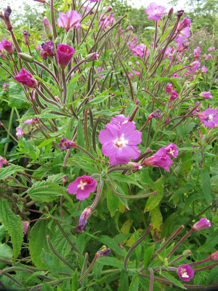 Image of Epilobium hirsutum specimen.