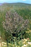 Salvia aethiopis. Цветущее растение в петрофитной степи. Крым, Керченский п-ов, Опукский природный заповедник. Начало июня 2003 г.