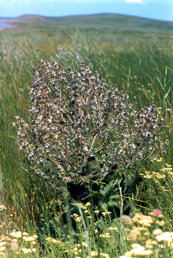 Изображение особи Salvia aethiopis.
