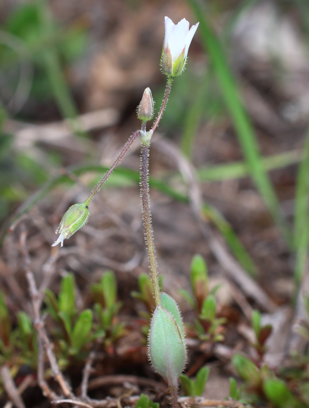 Изображение особи Holosteum umbellatum.