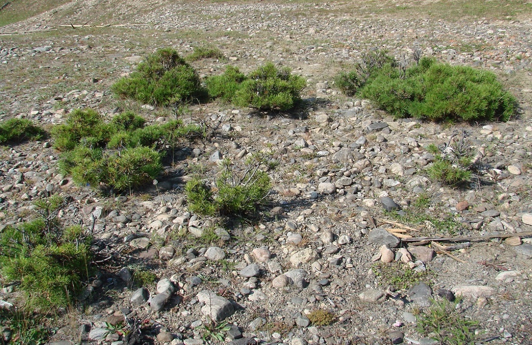 Изображение особи Pinus sibirica.