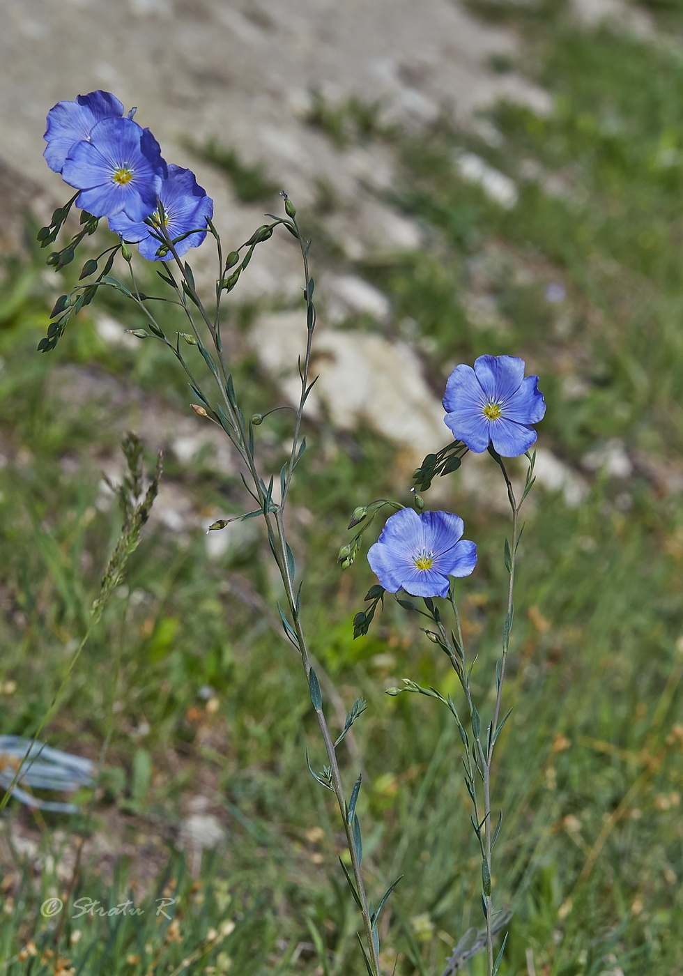 Изображение особи Linum austriacum.