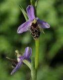 Ophrys oestrifera