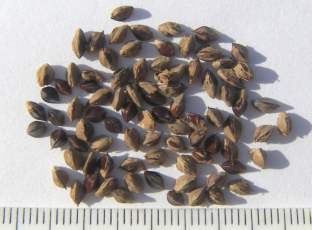 Image of Bistorta officinalis specimen.