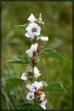 Althaea officinalis. Верхняя часть цветущего растения. Республика Татарстан, Муслюмовский район, июль 2007 г.