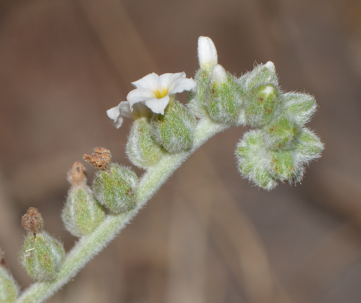 Image of Heliotropium rotundifolium specimen.