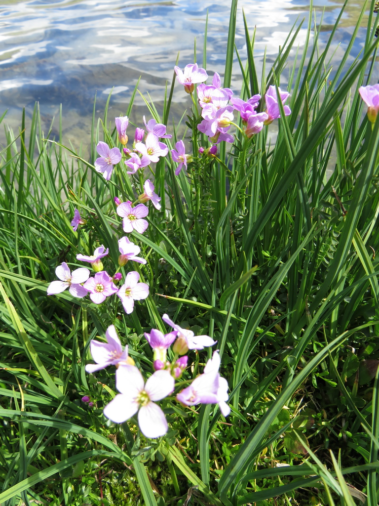 Image of Cardamine dentata specimen.