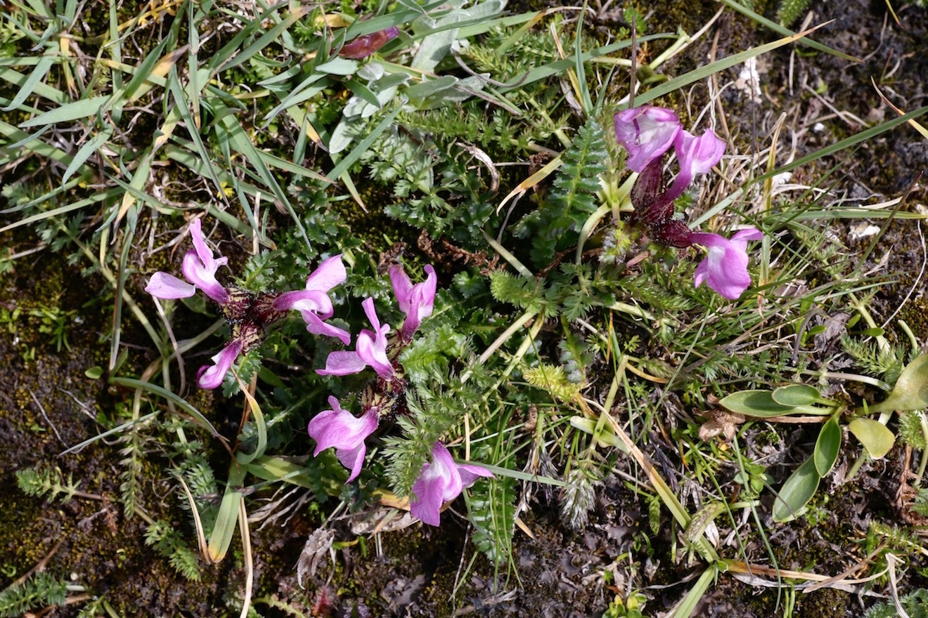 Image of Pedicularis rhinanthoides specimen.