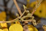 Handroanthus chrysanthus