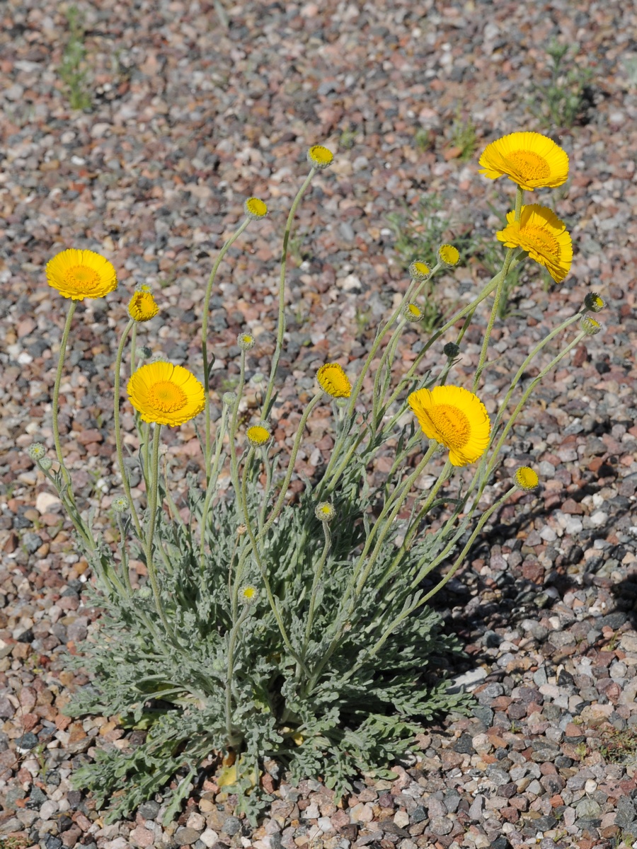 Image of Baileya multiradiata specimen.