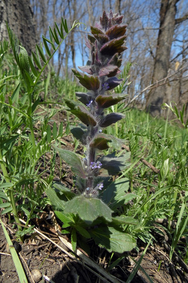 Изображение особи Ajuga orientalis.