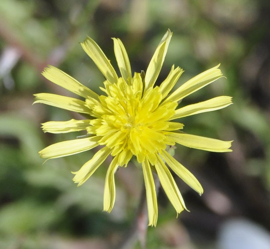 Image of Scorzonera laciniata specimen.