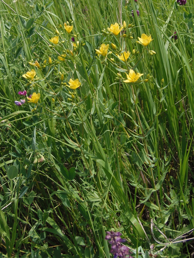 Изображение особи Hypericum elegans.